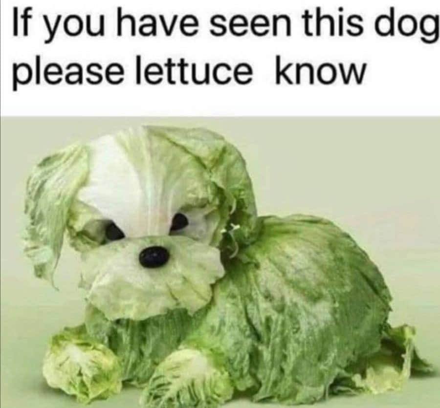 If you have seen this dog please lettuce know